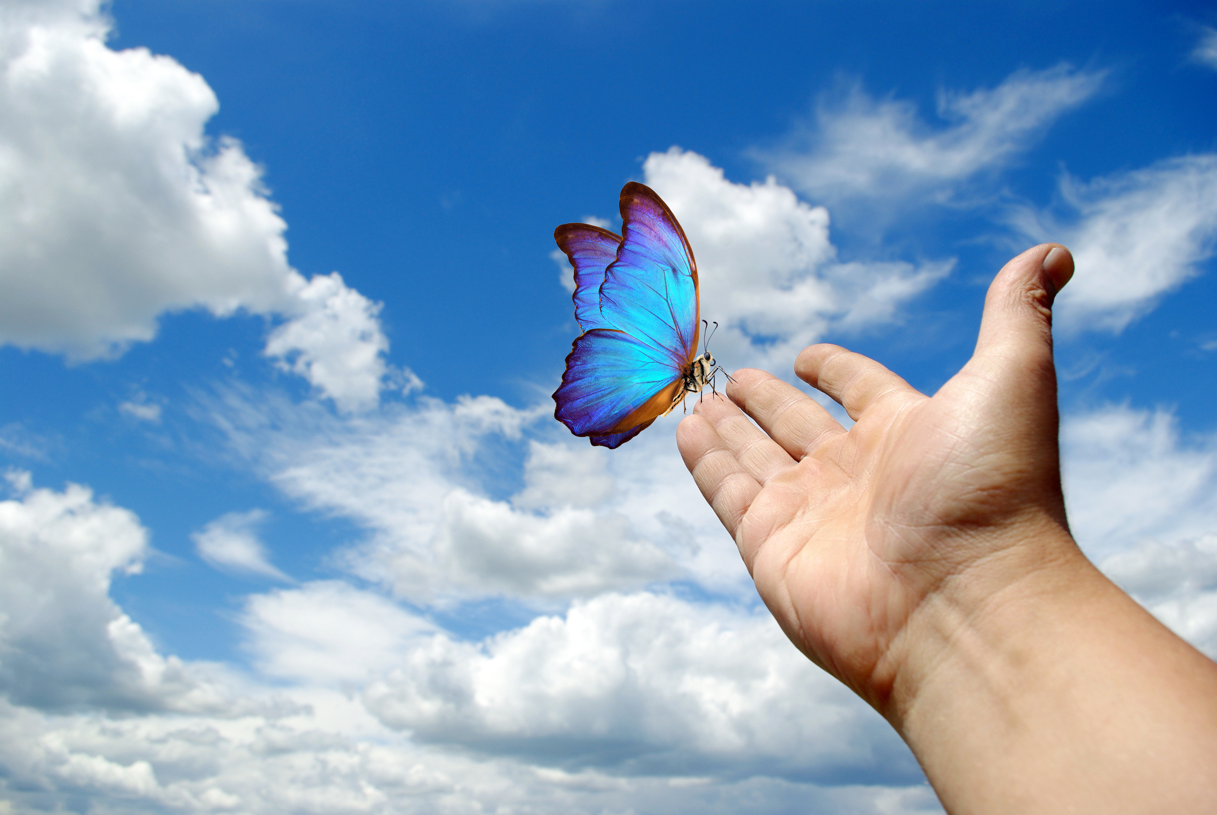 Butterfly Morpho sitting on the hand. Hand raised to the sky. Bu